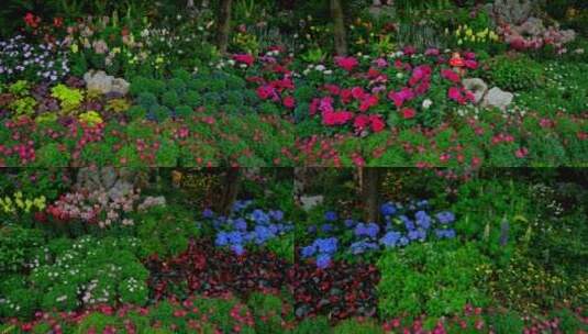 春天公园花坛花园花境春暖花开高清在线视频素材下载