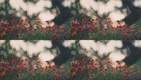 8k实拍夕阳背景花卉唯美空镜系列高清在线视频素材下载