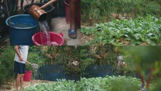 农村菜地里农民爷爷提着桶子给菜地浇水高清在线视频素材下载