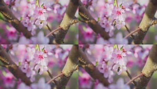 蜜蜂采蜜桃花高清在线视频素材下载