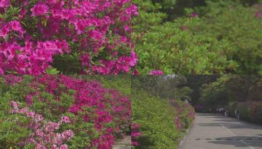 梧桐山杜鹃花近景高清在线视频素材下载