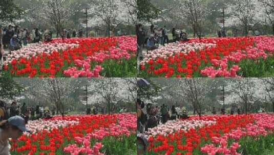 杭州太子湾 樱花与郁金香盛开高清在线视频素材下载