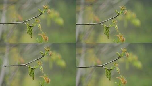 春天雨后的植物高清在线视频素材下载