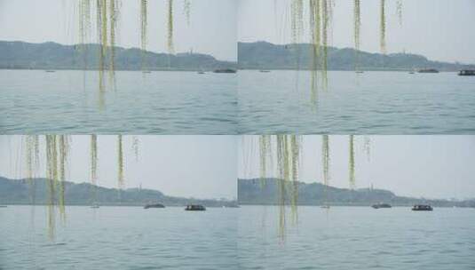杭州西湖边的柳树发芽了高清在线视频素材下载