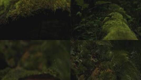 森林朽木青苔苔藓高清在线视频素材下载