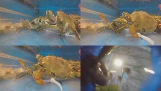 广东酒店饭店鱼池螃蟹透明鱼缸点菜腌仔蟹高清在线视频素材下载
