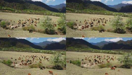 原野上的牛群高清在线视频素材下载