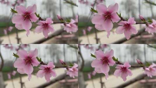 春天盛开的桃树花朵高清在线视频素材下载