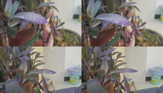 慢镜头水滴溅落在花的叶片上高清在线视频素材下载