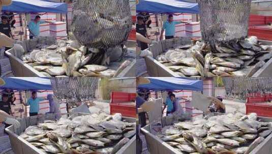 三亚渔港码头渔船卸鱼高清在线视频素材下载