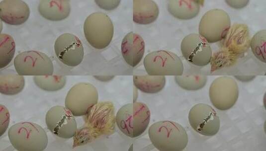 蛋孵化破壳实拍高清在线视频素材下载
