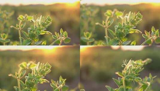 金银花 种植 加工 收获 农业 三农 农村振兴 药材 中药种植 金银花加工 金银花种植 (157)高清在线视频素材下载