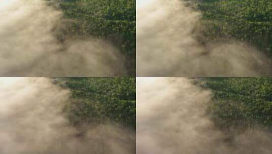 航拍云雾迷漫的阳光绿色松林高清在线视频素材下载