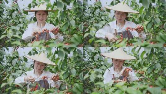 中年女性农民在果园采摘小樱桃高清在线视频素材下载