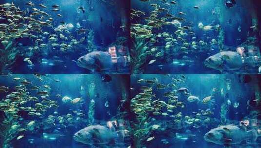 海洋馆一群鱼正在游动4K高清在线视频素材下载