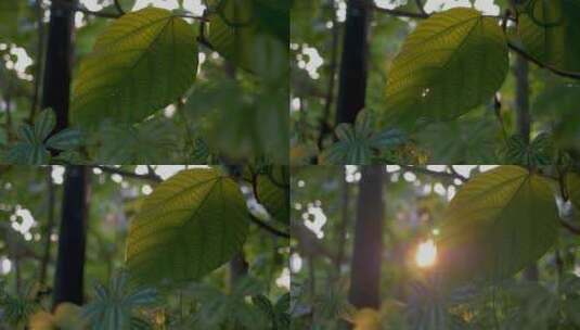 阳光穿透清晨树叶，蕴含生机与希望高清在线视频素材下载