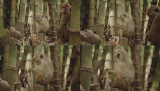 竹林里的猴群高清在线视频素材下载