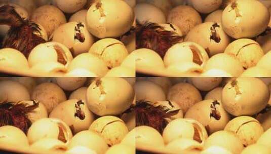 农家孵化野鸭麻鸭蛋破壳而出空镜高清在线视频素材下载