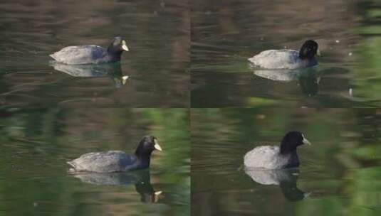 鸟类动物在湖里游泳高清在线视频素材下载