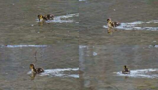 水里可爱的小鸭子高清在线视频素材下载