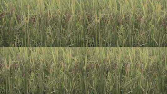 水稻阳光水稻育苗场农业高清在线视频素材下载