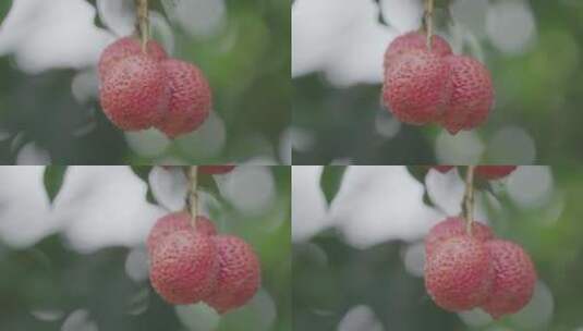 荔枝树枝头红荔枝高清在线视频素材下载