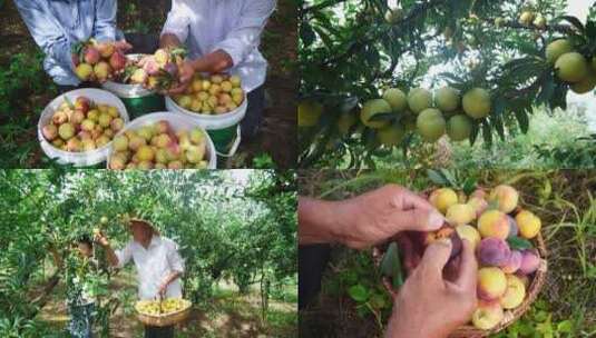 李子种植基地高清在线视频素材下载