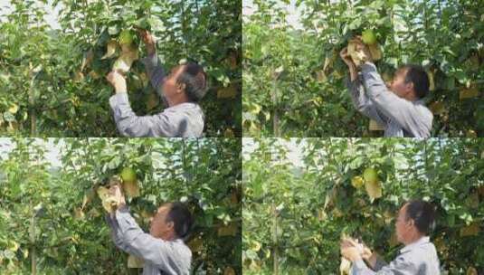 农民农夫采摘黄花梨挂在树枝上子园乡村振兴高清在线视频素材下载
