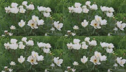 野生药用植物：芍药花高清在线视频素材下载