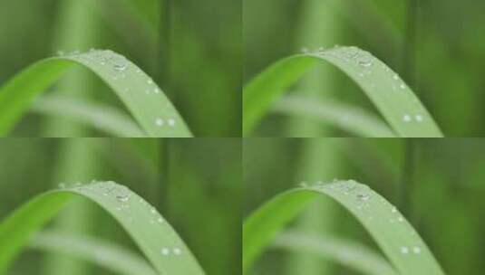 绿植叶子上的露珠水珠雨珠特写高清在线视频素材下载