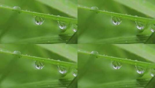 叶子上的露珠水珠雨珠特写高清在线视频素材下载