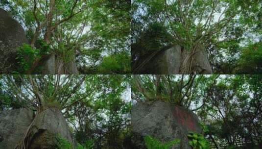 长在岩石上的榕树高清在线视频素材下载