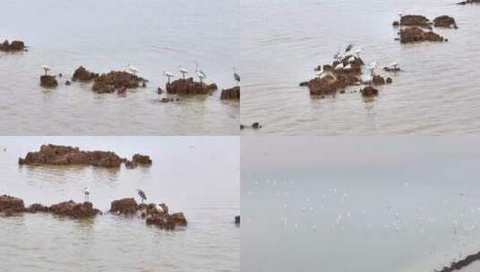 鄱阳湖湿地 白鹭高清在线视频素材下载
