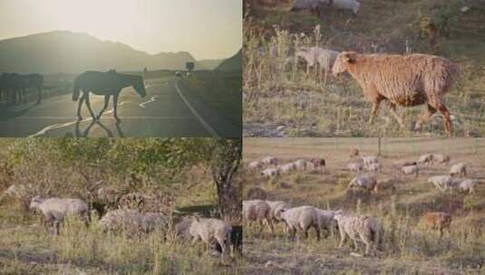 新疆路上公路伊犁牛羊马马路羊群夕阳草原高清在线视频素材下载