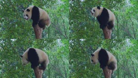 熊猫爬树顶端高清在线视频素材下载