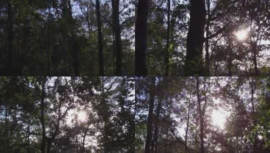 山城树林高清在线视频素材下载