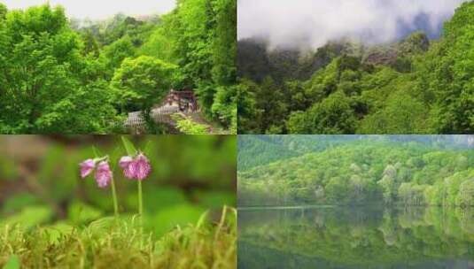 青山绿水大自然风光绿色森林湖泊远山风景高清在线视频素材下载