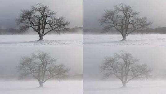 冬季大风中的孤树高清在线视频素材下载