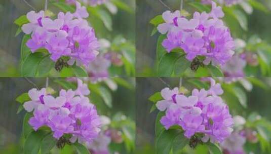 鲜花盛开紫铃藤花蒜香藤高清在线视频素材下载