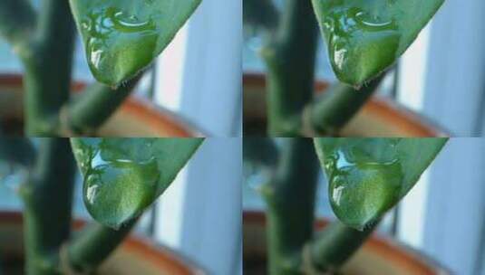 植物叶片上的水滴高清在线视频素材下载