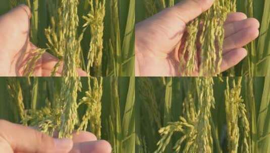 用手抚摸水稻穗大米粮食丰收高清在线视频素材下载