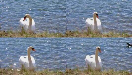 在湖边整理羽毛的天鹅高清在线视频素材下载