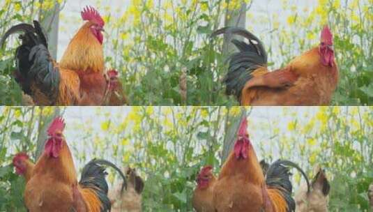农村散养美丽的大公鸡鸡冠高清在线视频素材下载