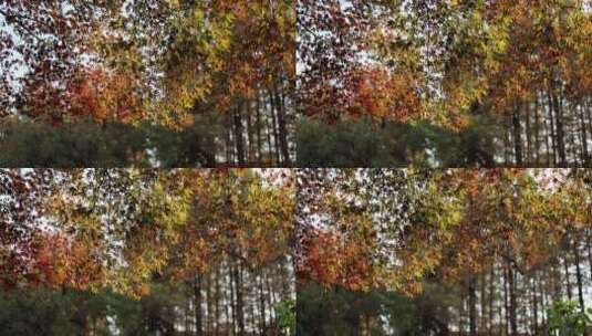 秋天色彩鲜艳的枫叶高清在线视频素材下载