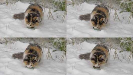 三花猫在雪地觅食冬季流浪猫下雪天高清在线视频素材下载