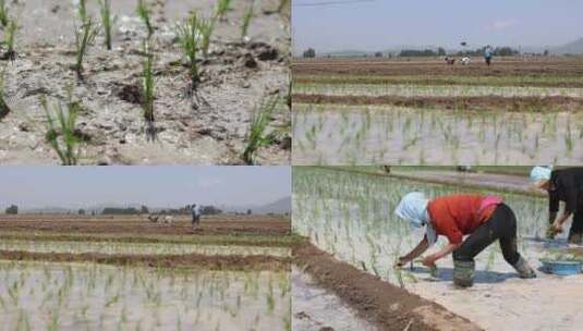 种植水稻高清在线视频素材下载