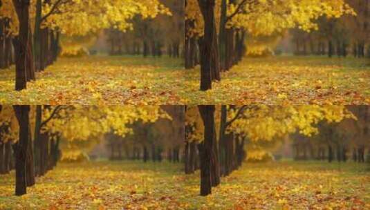 秋季黄叶落叶高清在线视频素材下载