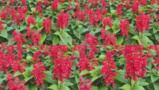 红色花朵盛开高清在线视频素材下载