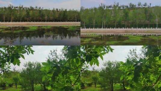 自然风景河水树林蓝天高清素材高清在线视频素材下载