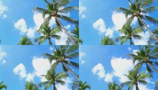 海南三亚蓝天白云下随风摇曳的椰子树高清在线视频素材下载